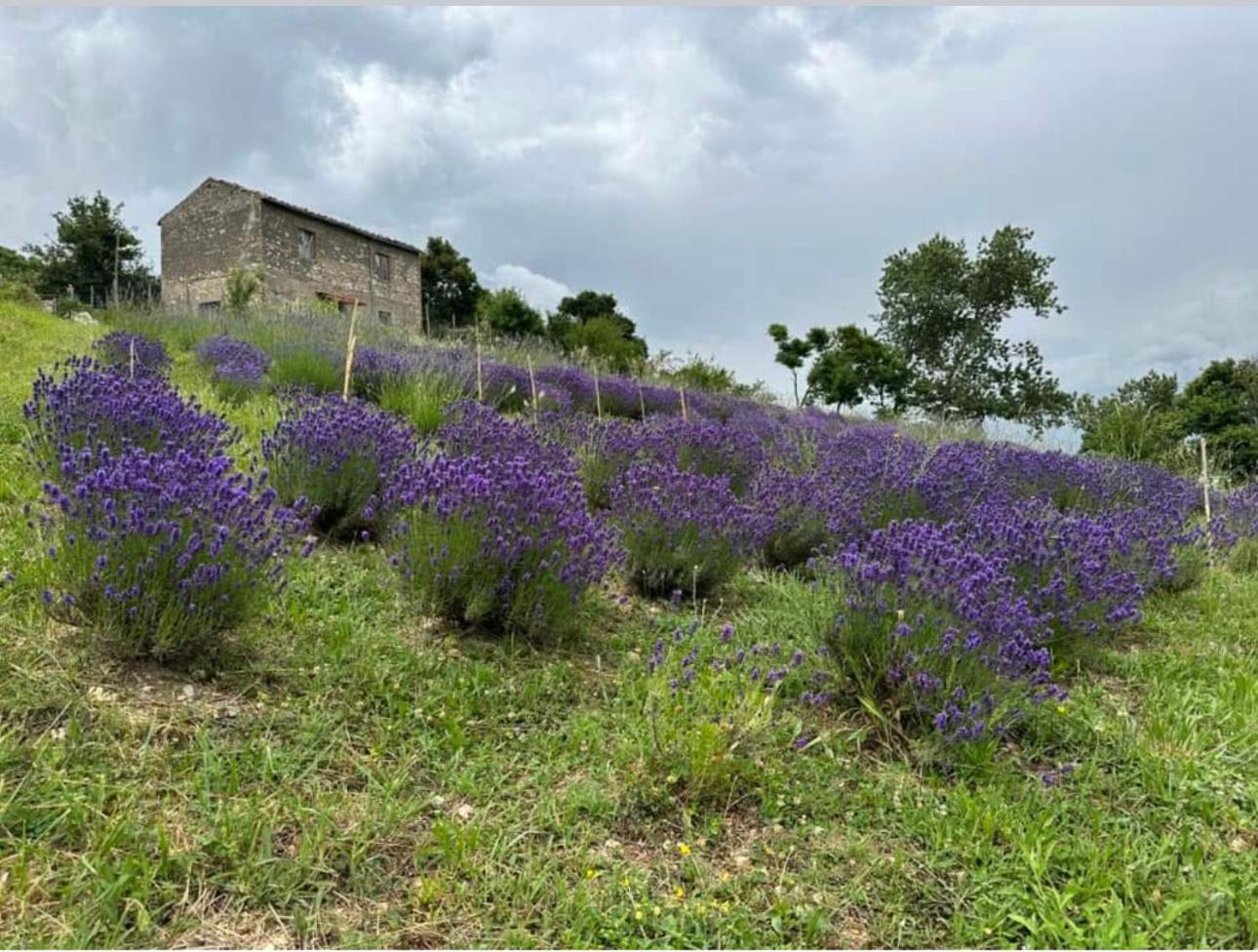 Mariella Vernile Civitella Roveto Exterior photo